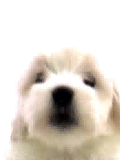 Die anda Hundeschui - Bildschirmreiniger